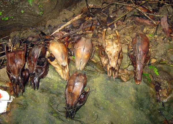 khu bảo tồn sao la A Lưới đã phát hiện hàng chục hộp sọ linh dương bị bỏ lại sau những cuộc hành quyết, đưa thịt ra khỏi rừng.